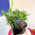 English Lavender - Lavandula angustifolia 'Hidcote' - British Grown Perennial - Sprouts of Bristol
