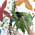 Epiphyllum anguliger - Fishbone Cactus - Sprouts of Bristol