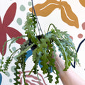 Epiphyllum anguliger - Fishbone Cactus - Sprouts of Bristol