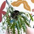 Epiphyllum anguliger - Fishbone Cactus - Sprouts of Bristol