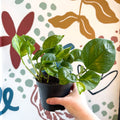 Epipremnum aureum 'Global Green' - Global Green Pothos - Sprouts of Bristol
