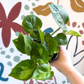 Epipremnum aureum 'Global Green' - Global Green Pothos - Sprouts of Bristol