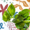 Epipremnum aureum 'Global Green' - Global Green Pothos - Sprouts of Bristol