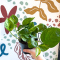 Epipremnum aureum 'Global Green' - Global Green Pothos - Sprouts of Bristol
