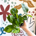 Epipremnum aureum 'Global Green' - Global Green Pothos - Sprouts of Bristol