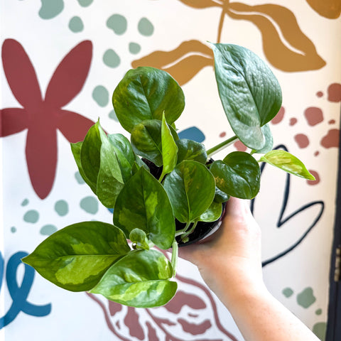 Epipremnum aureum 'Global Green' - Global Green Pothos - Sprouts of Bristol