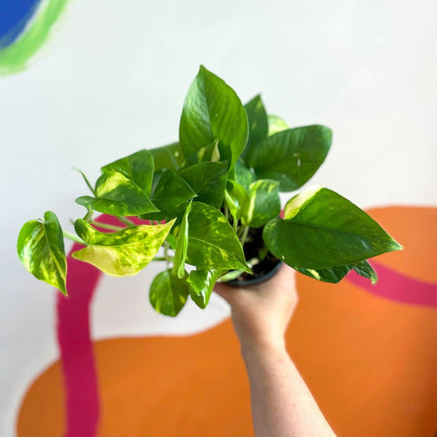 Epipremnum aureum - Golden Pothos - Sprouts of Bristol