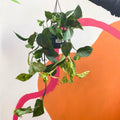 Epipremnum aureum - Golden Pothos - Sprouts of Bristol