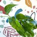 Epipremnum aureum 'Marble Green' - Marble Green Pothos - Sprouts of Bristol