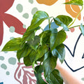 Epipremnum aureum 'Marble Green' - Marble Green Pothos - Sprouts of Bristol