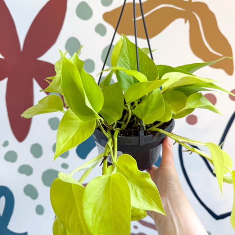 Epipremnum aureum 'Neon' - Neon Pothos - Sprouts of Bristol