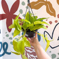 Epipremnum aureum 'Neon' - Neon Pothos - Sprouts of Bristol