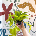 Epipremnum aureum 'Neon' - Neon Pothos - Sprouts of Bristol