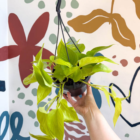 Epipremnum aureum 'Neon' - Neon Pothos - Sprouts of Bristol