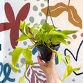 Epipremnum aureum 'Neon' - Neon Pothos - Sprouts of Bristol