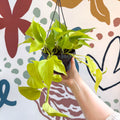 Epipremnum aureum 'Neon' - Neon Pothos - Sprouts of Bristol