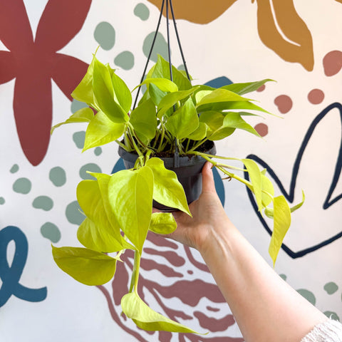 Epipremnum aureum 'Neon' - Neon Pothos - Sprouts of Bristol