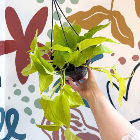 Epipremnum aureum 'Neon' - Neon Pothos - Sprouts of Bristol
