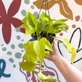 Epipremnum aureum 'Neon' - Neon Pothos - Sprouts of Bristol