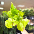 Epipremnum ‘Champs Elysees’ - Sprouts of Bristol