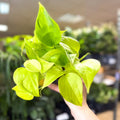Epipremnum ‘Champs Elysees’ - Sprouts of Bristol