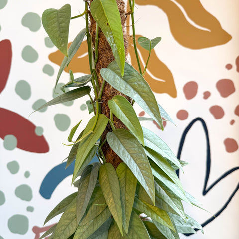 Epipremnum pinnatum ‘Cebu Blue’ - Blue Pothos - Sprouts of Bristol