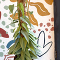Epipremnum pinnatum ‘Cebu Blue’ - Blue Pothos - Sprouts of Bristol