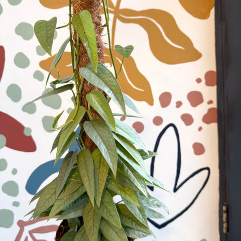 Epipremnum pinnatum ‘Cebu Blue’ - Blue Pothos - Sprouts of Bristol
