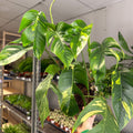 Epipremnum pinnatum 'Cintho Goldfinger' - Sprouts of Bristol
