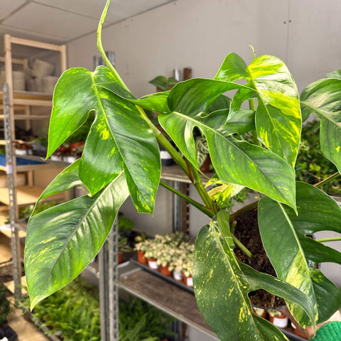Epipremnum pinnatum 'Cintho Goldfinger' - Sprouts of Bristol