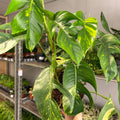 Epipremnum pinnatum 'Cintho Goldfinger' - Sprouts of Bristol