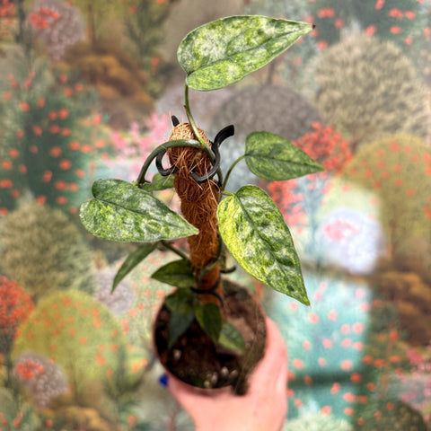 Epipremnum pinnatum 'Yellow Mint' - Sprouts of Bristol