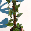 Epipremnum pinnatum 'Yellow Mint' - Sprouts of Bristol