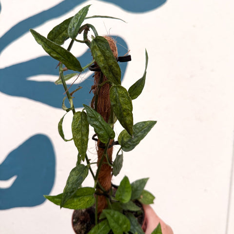 Epipremnum pinnatum 'Yellow Mint' - Sprouts of Bristol