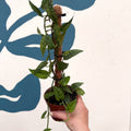 Epipremnum pinnatum 'Yellow Mint' - Sprouts of Bristol