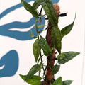 Epipremnum pinnatum 'Yellow Mint' - Sprouts of Bristol