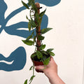 Epipremnum pinnatum 'Yellow Mint' - Sprouts of Bristol
