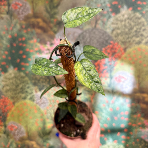 Epipremnum pinnatum 'Yellow Mint' - Sprouts of Bristol