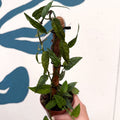 Epipremnum pinnatum 'Yellow Mint' - Sprouts of Bristol