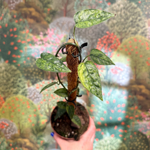 Epipremnum pinnatum 'Yellow Mint' - Sprouts of Bristol