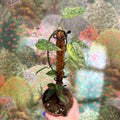 Epipremnum pinnatum 'Yellow Mint' - Sprouts of Bristol