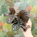 Episcia cupreata 'Brilliance' - Flame Violet - Sprouts of Bristol