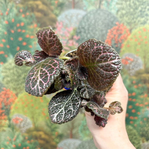 Episcia cupreata 'Brilliance' - Flame Violet - Sprouts of Bristol