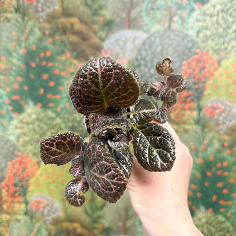 Episcia cupreata 'Brilliance' - Flame Violet - Sprouts of Bristol