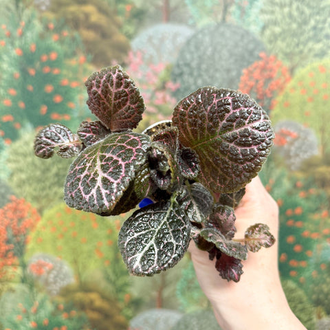 Episcia cupreata 'Brilliance' - Flame Violet - Sprouts of Bristol