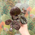 Episcia cupreata 'Brilliance' - Flame Violet - Sprouts of Bristol