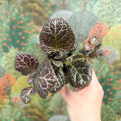 Episcia cupreata 'Brilliance' - Flame Violet - Sprouts of Bristol