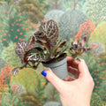Episcia cupreata 'Brilliance' - Flame Violet - Sprouts of Bristol