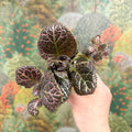 Episcia cupreata 'Brilliance' - Flame Violet - Sprouts of Bristol