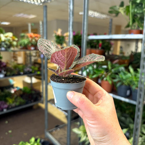 Episcia cupreata 'Copper' - Flame Violet - Sprouts of Bristol
